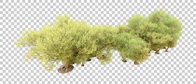 PSD floresta verde isolada no fundo ilustração de renderização 3d