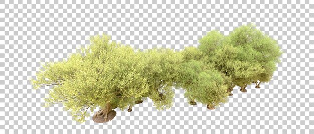 Floresta verde isolada no fundo ilustração de renderização 3d