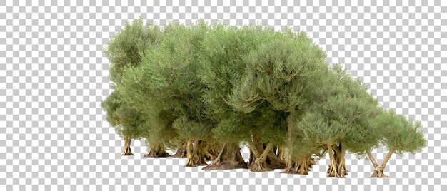 PSD floresta verde isolada no fundo ilustração de renderização 3d