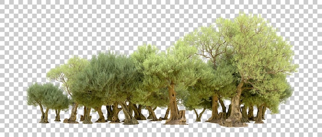 PSD floresta verde isolada no fundo ilustração de renderização 3d