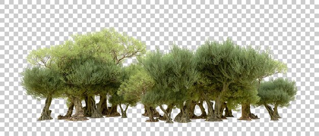 PSD floresta verde isolada no fundo ilustração de renderização 3d