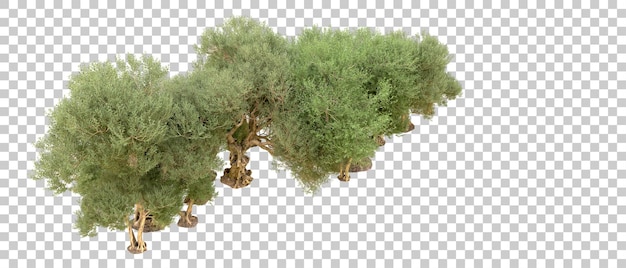 PSD floresta verde isolada no fundo ilustração de renderização 3d