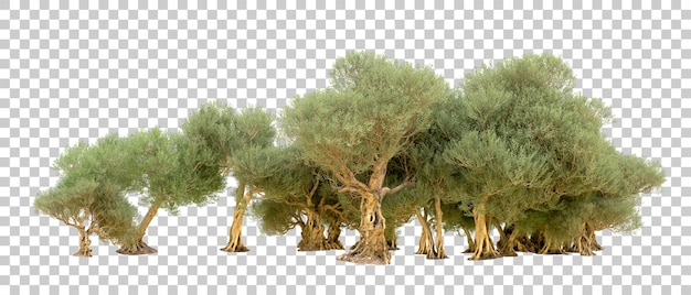 PSD floresta verde isolada no fundo ilustração de renderização 3d