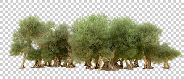 Floresta verde isolada no fundo ilustração de renderização 3d