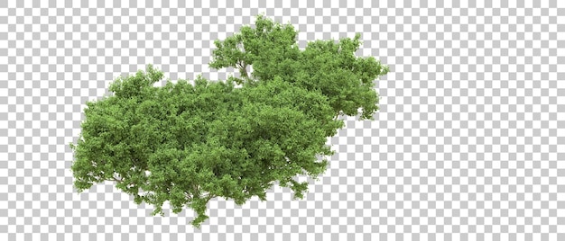 Floresta verde isolada no fundo ilustração de renderização 3d