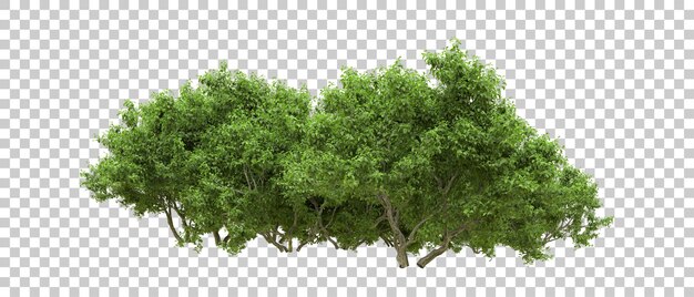 PSD floresta verde isolada no fundo ilustração de renderização 3d