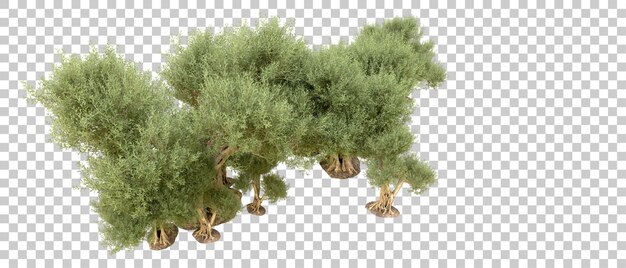 PSD floresta verde isolada no fundo ilustração de renderização 3d