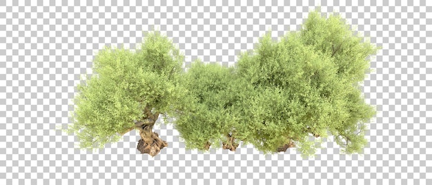 Floresta verde isolada no fundo ilustração de renderização 3d