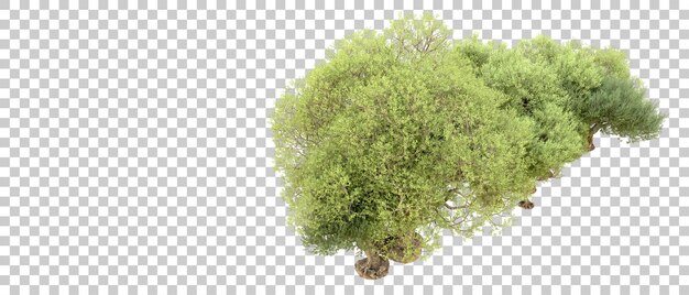 Floresta verde isolada no fundo ilustração de renderização 3d