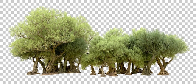 PSD floresta verde isolada no fundo ilustração de renderização 3d
