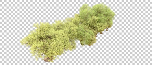 PSD floresta verde isolada no fundo ilustração de renderização 3d