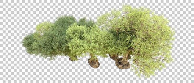 PSD floresta verde isolada no fundo ilustração de renderização 3d