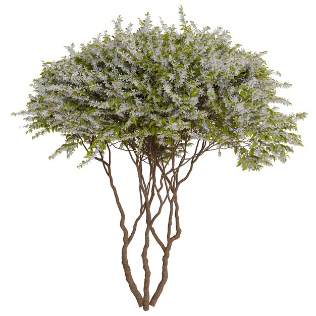 A flourishing tree with white flowers and green leaves