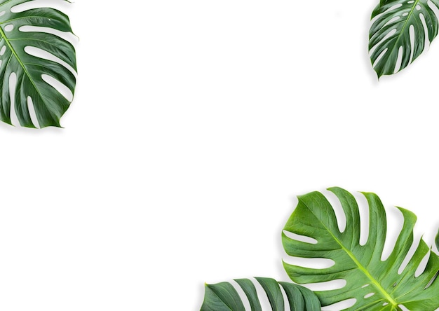Flustige grüne Monstera deliciosa Blätter auf durchsichtigem Hintergrundrahmen Dekoration für Text- oder Designelemente