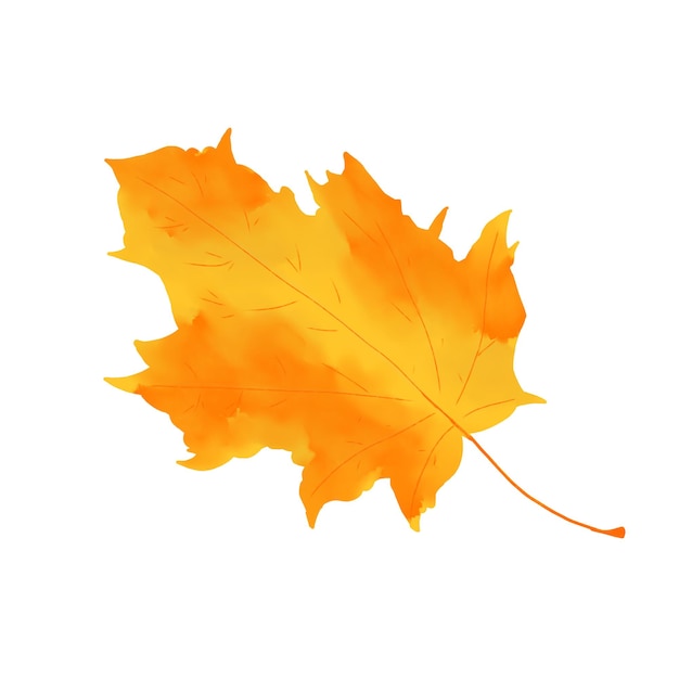 Foglia di acero gialla colore giallo e arancione acquerello illustrazione digitale isolata