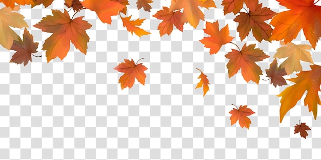 foglia di acero png borda sfondo trasparente