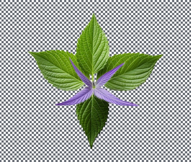 Foglia di borage fresca isolata su sfondo trasparente
