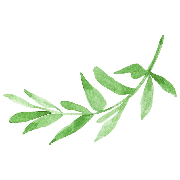 Foglia di fiore dipinta ad acquerello Elemento di design di fiore disegnato a mano isolato su uno sfondo trasparente