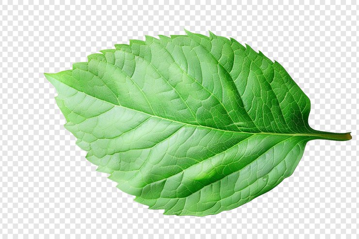 PSD foglia di menta verde isolata su uno sfondo trasparente