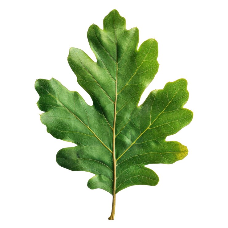 PSD foglia di quercia verde singola