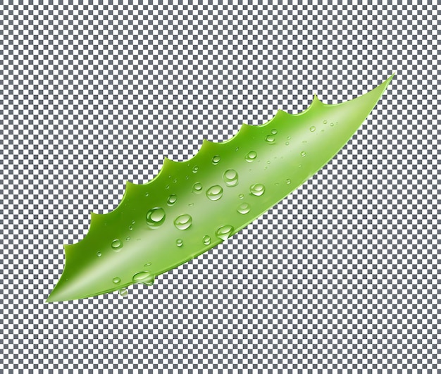 Foglia fresca di aloe vera isolata su uno sfondo trasparente