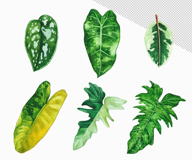 Foglia tropicale dipinta ad acquerello Foglia verde disegnata a mano