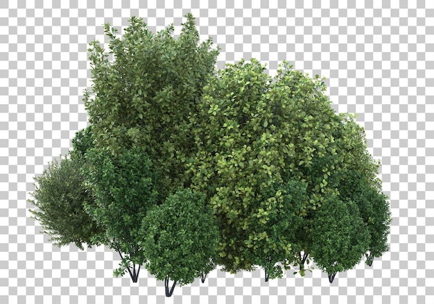 Fogliame con sfondo trasparente 3d rendering illustrazione