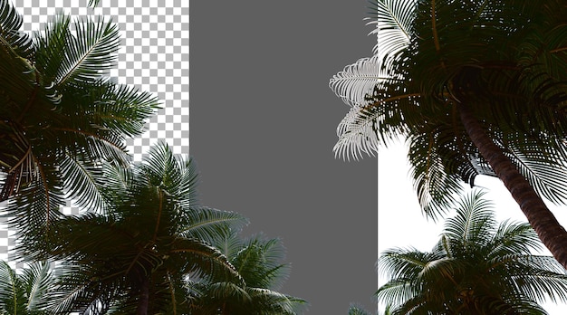 Fogliame di cocco su sfondo trasparente rendering PNG 3D