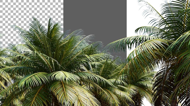 Fogliame di cocco su sfondo trasparente rendering PNG 3D