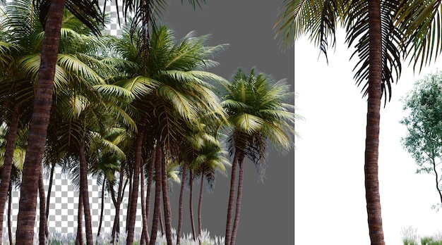Fogliame di cocco su sfondo trasparente rendering PNG 3D