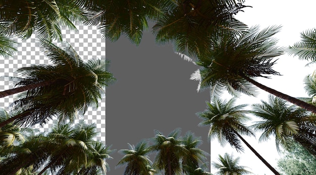Fogliame di cocco su sfondo trasparente rendering PNG 3D
