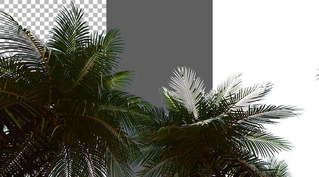 Fogliame di cocco su sfondo trasparente rendering PNG 3D