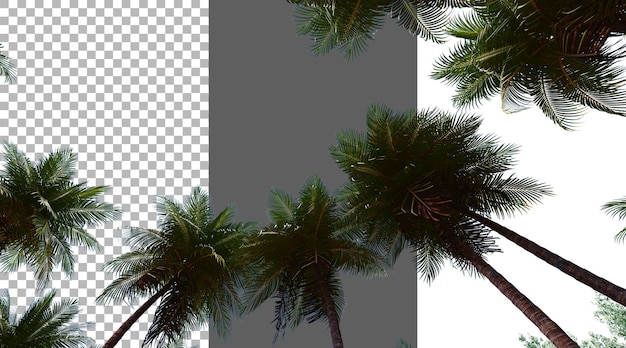 Fogliame di cocco su sfondo trasparente rendering PNG 3D