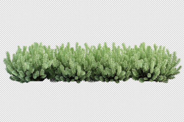 Foglie di albero tropicale e primo piano del ramo isolato