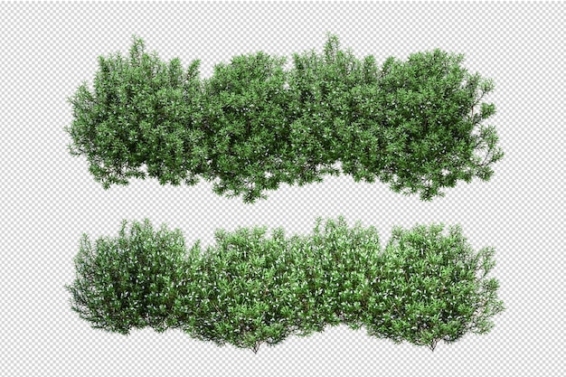 Foglie di albero tropicale e ramo in primo piano isolato