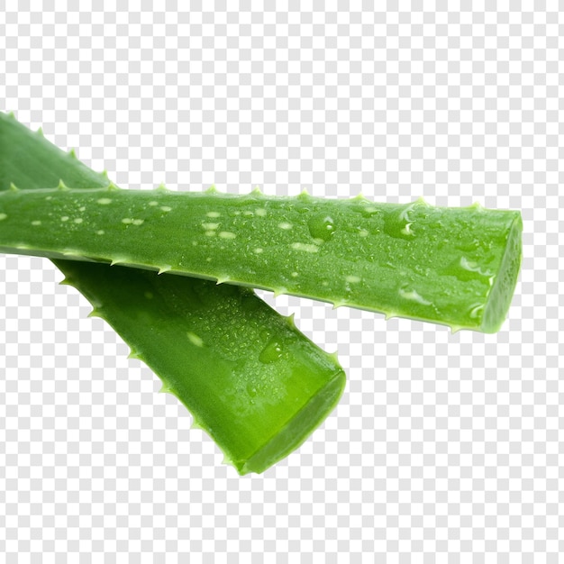 Foglie di aloe vera appena tagliate