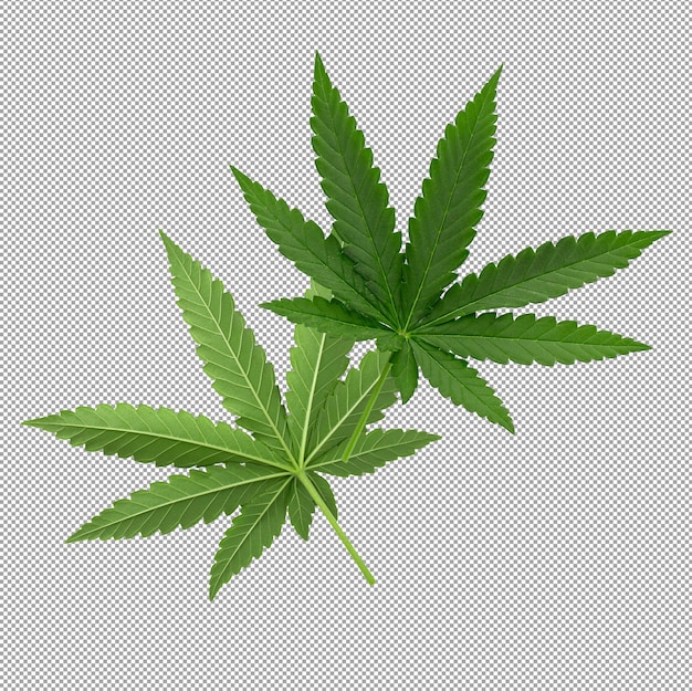 Foglie di cannabis verdi isolate su sfondo alfa.