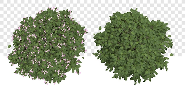 Foglie di fiori di albero