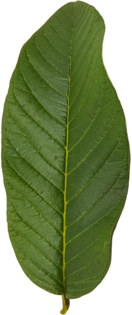 Foglie di guava