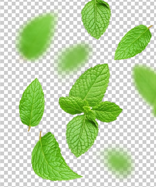 Foglie di menta che cadono