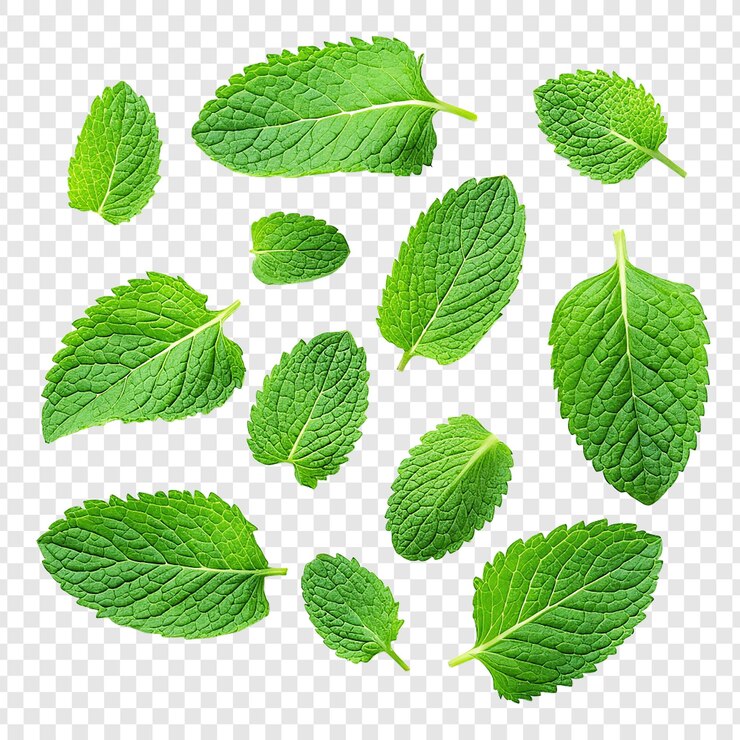 PSD foglie di menta fresche isolate su uno sfondo trasparente