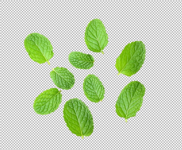 Foglie di menta isolatexA