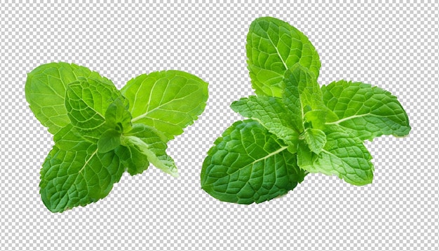 Foglie di menta su strato alfa