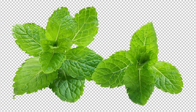 Foglie di menta su strato alfa