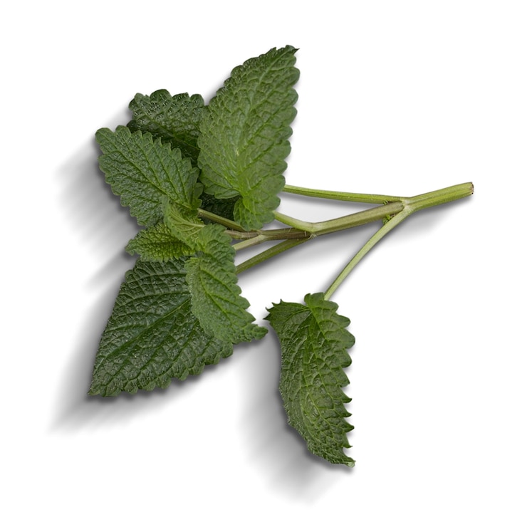 PSD foglie di menta verde fresca di limonella isolate su uno sfondo bianco con ombre