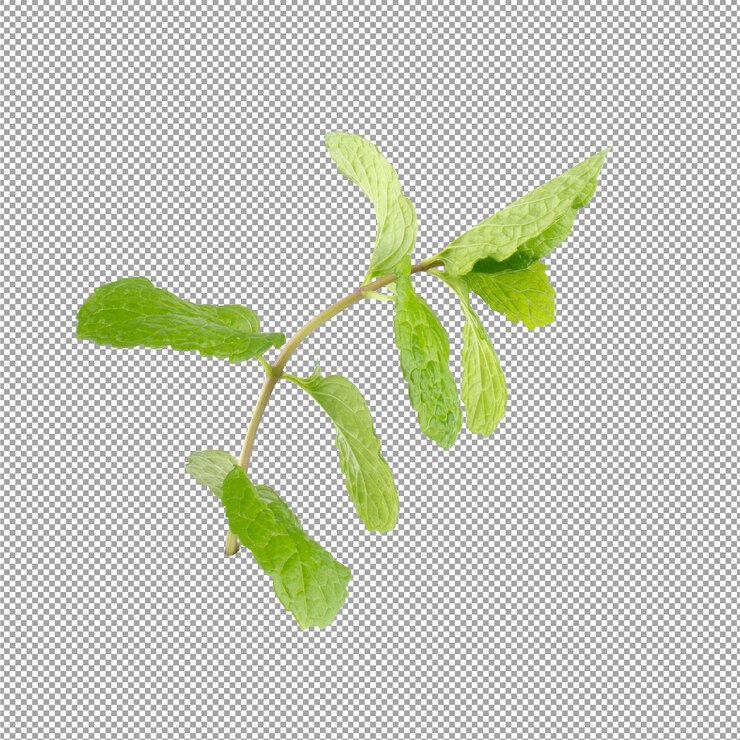 Foglie di menta verde isolate sullo sfondo alfa