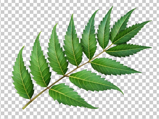 Foglie di neem medicinali Azadirachta Indica foglie di neem siamese
