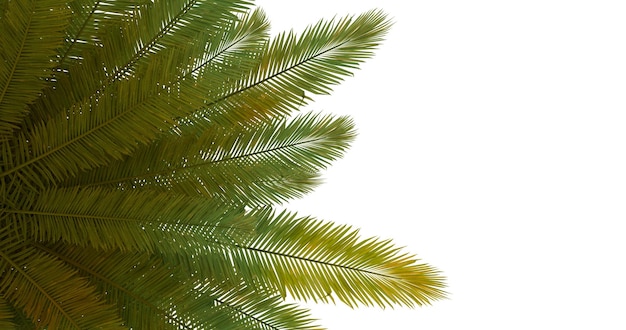 Foglie di palme