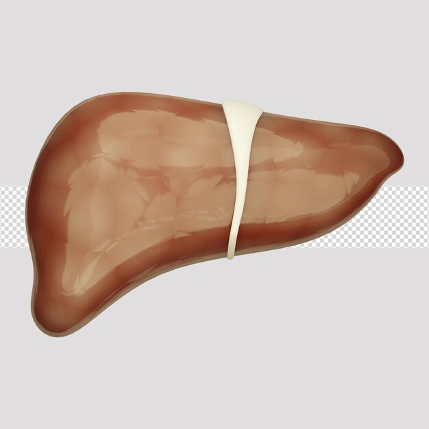 Le Foie De L'icône 3d