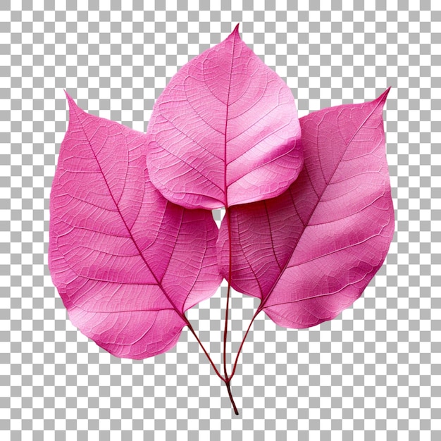 Folha de bougainvillea em fundo transparente